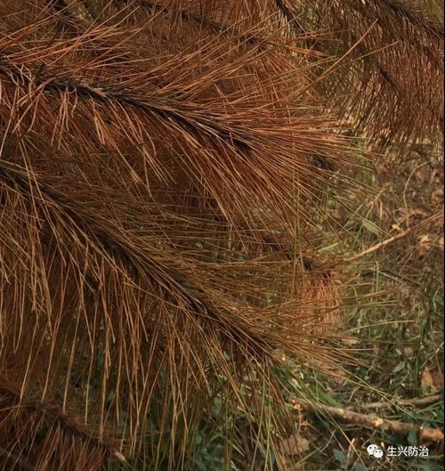 松材线虫病树针叶变色.jpg