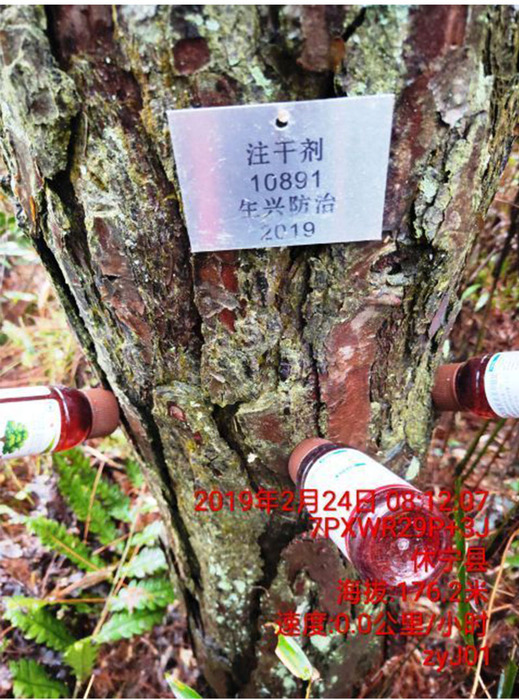 (打孔注药)天敌防治在松材线虫病预防区内,释放媒介昆虫天敌,如花绒寄