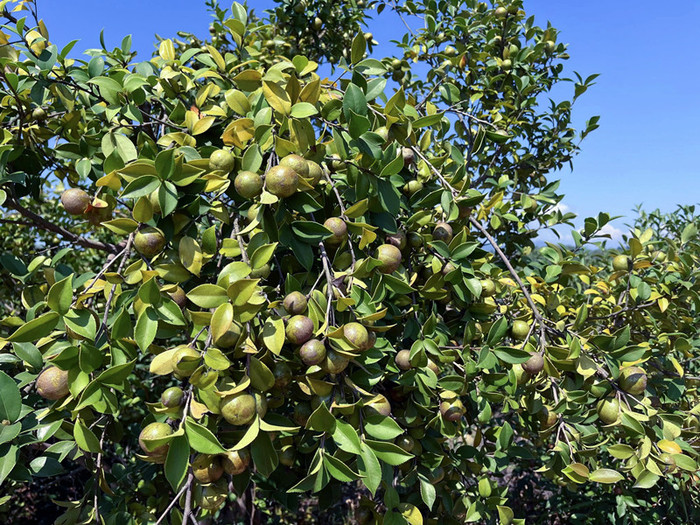 油茶被誉为“东方橄榄树”