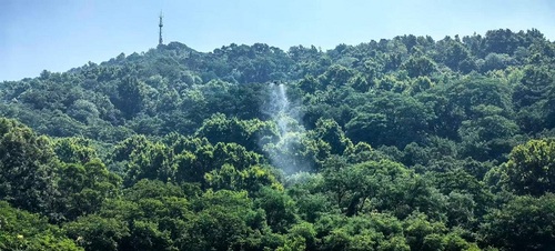 无人机飞防.jpg