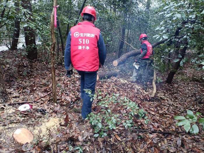 南京生兴疫木除治项目现场