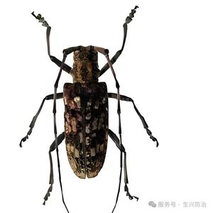 松墨天牛成虫特征