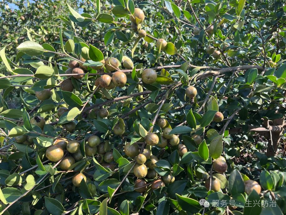 油茶丰产栽培与无人机辅助授粉技术应用