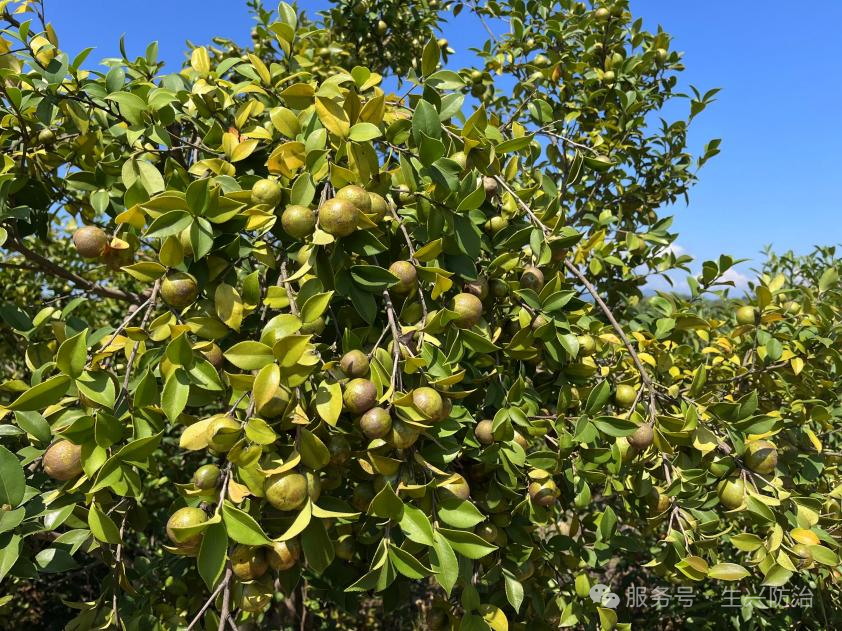 油茶林基地无人机辅助授粉技术推广示范