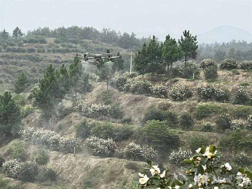 油茶花无人机精准授粉技术