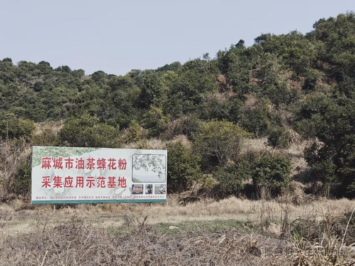 湖北省麻城市油茶花粉采集应用示范项目