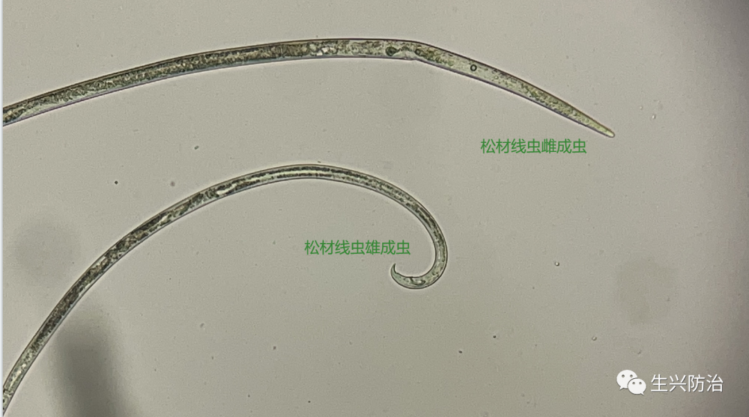 显微镜下松材线虫形态特征
