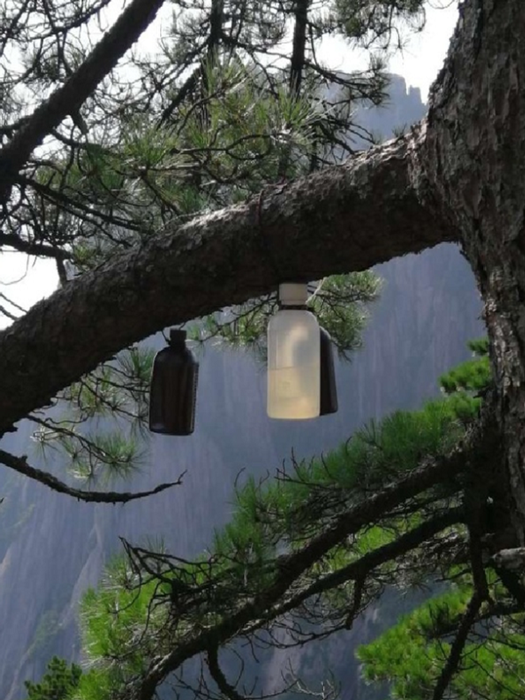 天柱山天柱王松驱避剂应用