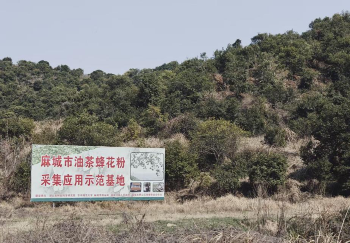 油茶蜂花粉采集应用示范基地案例