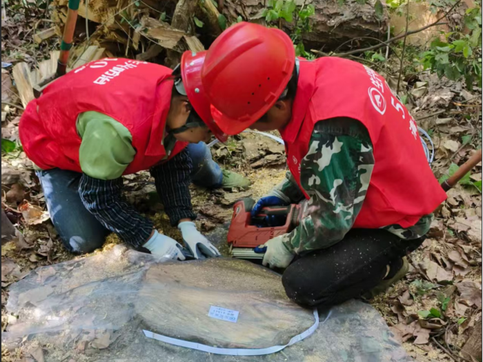 伐桩处理 - 副本.png