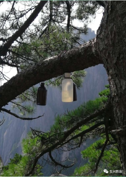 挂设驱避剂-黄山松.jpg