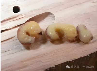 切梢小蠹幼虫危害