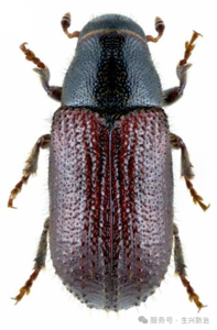 切梢小蠹成虫外形特征