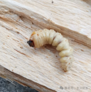 松墨天牛幼虫