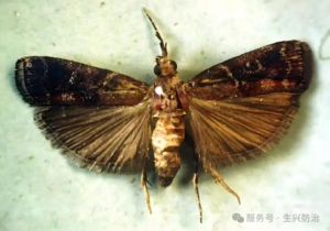 松梢螟成虫
