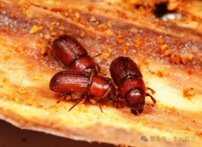 红脂大小蠹成虫