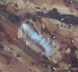 云杉花墨天牛幼虫