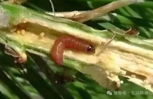 松梢螟幼虫