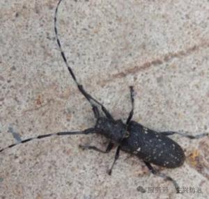 云杉花墨天牛成虫